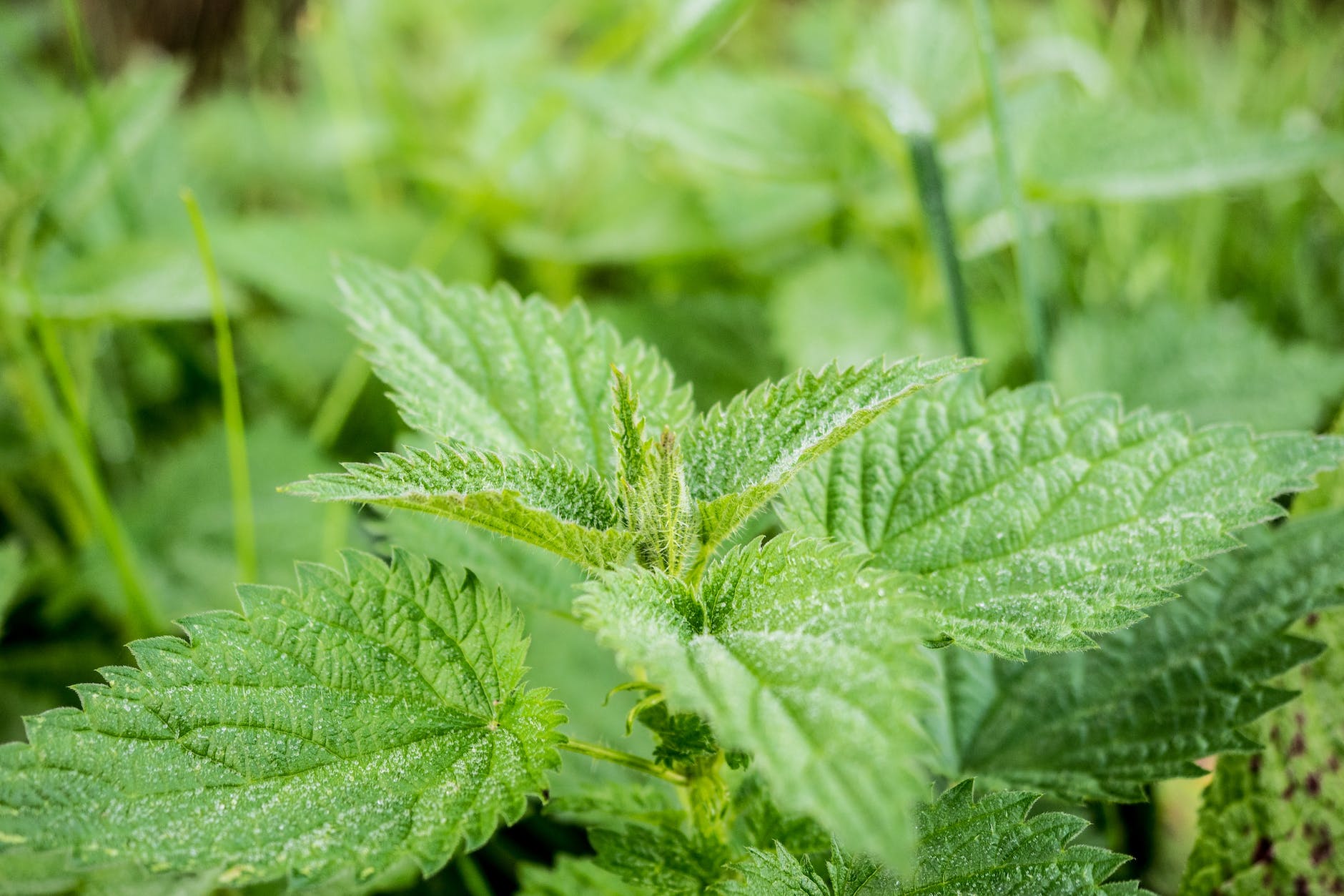 nature plant leaf green